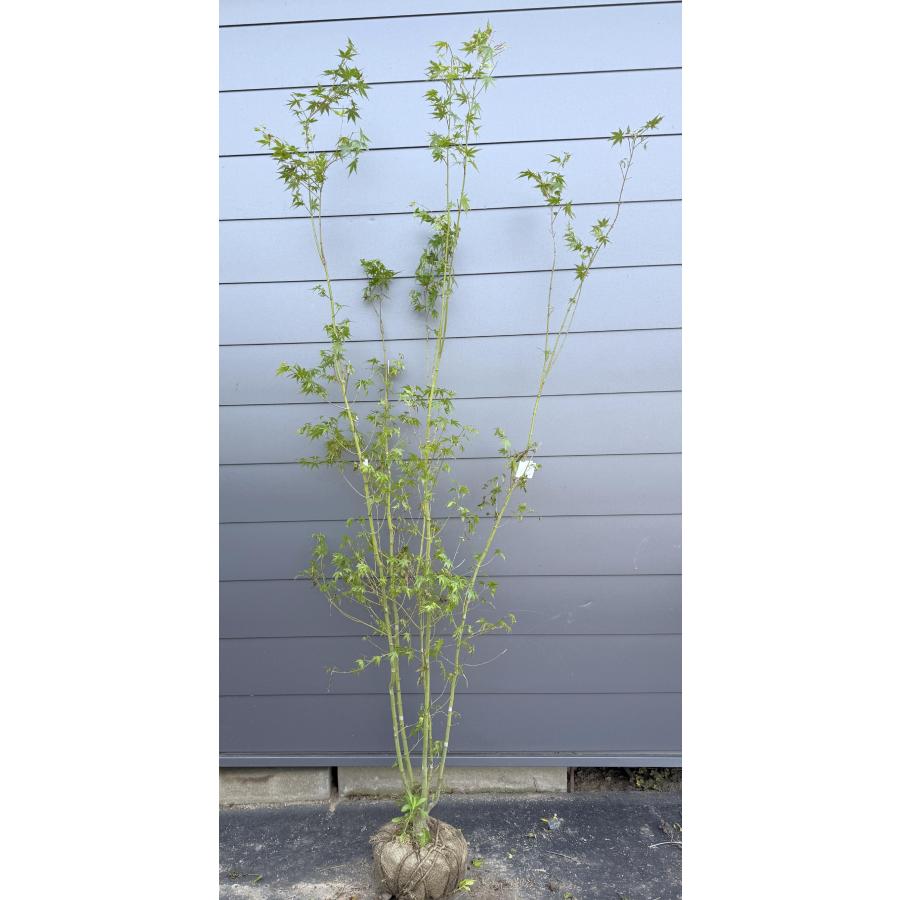 山モミジ 5本株立ち 約2.2m 現品発送 一点物 超特大株 植木 苗木 大苗