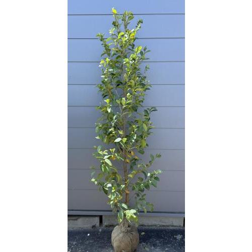 榊 サカキ 約1.9m 現品販売 特大株 植木 苗木 大苗 榊の木 本榊