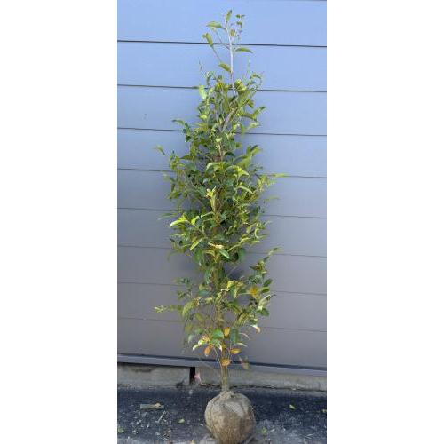 榊 サカキ 約1.8m 現品販売 特大株 植木 苗木 大苗 榊の木 本榊