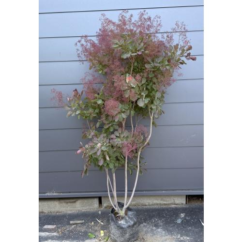 赤花スモークツリー 5本株立ち 約1.5m 現品発送 豪華株 ケムリノキ