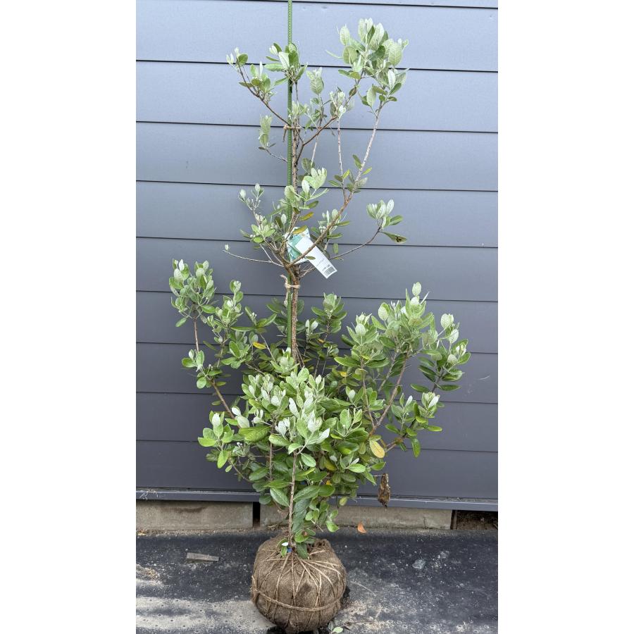 フェイジョア 約1.8m 現品発送 特大株 植木 苗木 大苗 常緑樹 シンボル 