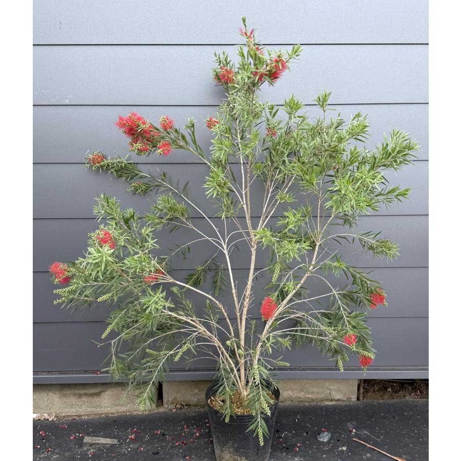 鉢植えブラシの木 ドーソンリバー 株立ち 約1.4m 現品発送 特大株
