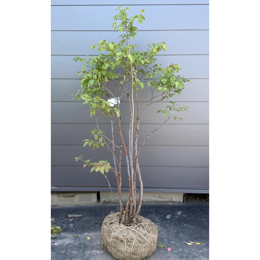 夏ハゼ 6本株立ち 約1.6m 現品発送 特大苗木 植木 大苗 ナツハゼ