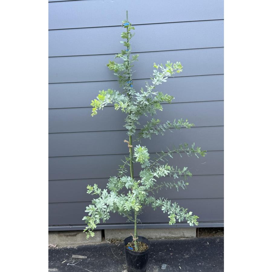 常緑樹　ミモザ　アカシア ミモザアカシア 約1.8m 現品発送 特大株 植木苗木 ギンヨウアカシア