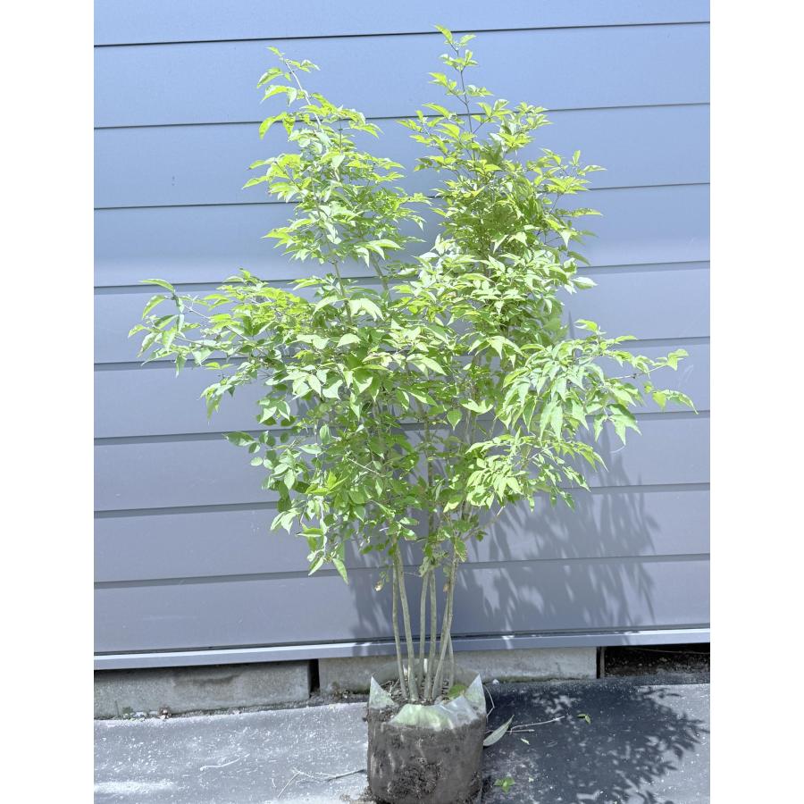 アオダモ 7本株立ち 約1.8m 現品発送 特大株 植木苗木大苗 マルバ
