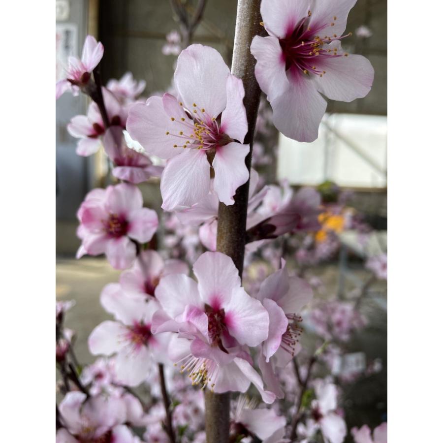 アーモンドの木 約2m 特大植木苗木 桜の様な花が咲く果樹 規格販売