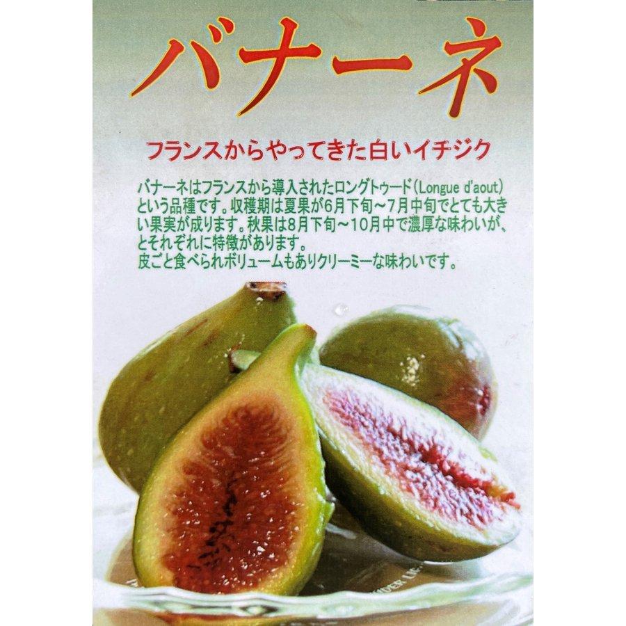 イチジクの木 バナーネ 約２ｍ 特大株 植木苗木 大苗果樹 フランスイチジク バナナクイーン 規格販売 お買い得なおまかせ株 送料無料 Banane 大福樹苗園 通販 Yahoo ショッピング