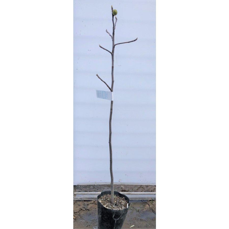 イチジクの木 バナーネ 約２ｍ 特大株 植木苗木 大苗果樹 フランスイチジク バナナクイーン 規格販売 お買い得なおまかせ株 送料無料 Banane 大福樹苗園 通販 Yahoo ショッピング