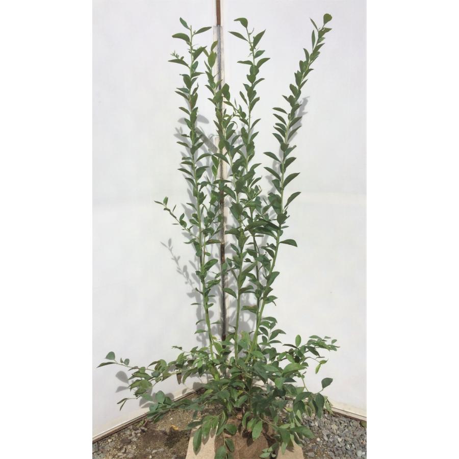 ブルーベリー バルドウィン 大きな株立ち苗木 約1.5m 特大植木苗木