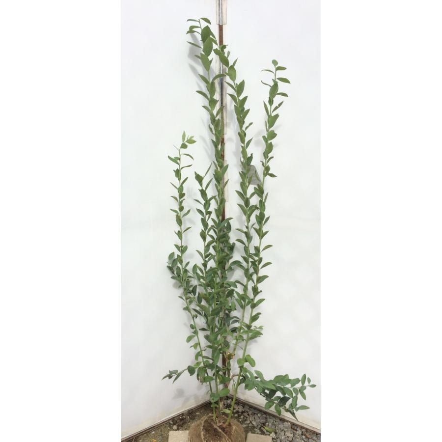 ブルーベリー バルドウィン 大きな株立ち苗木 約1.7m 特大植木苗木