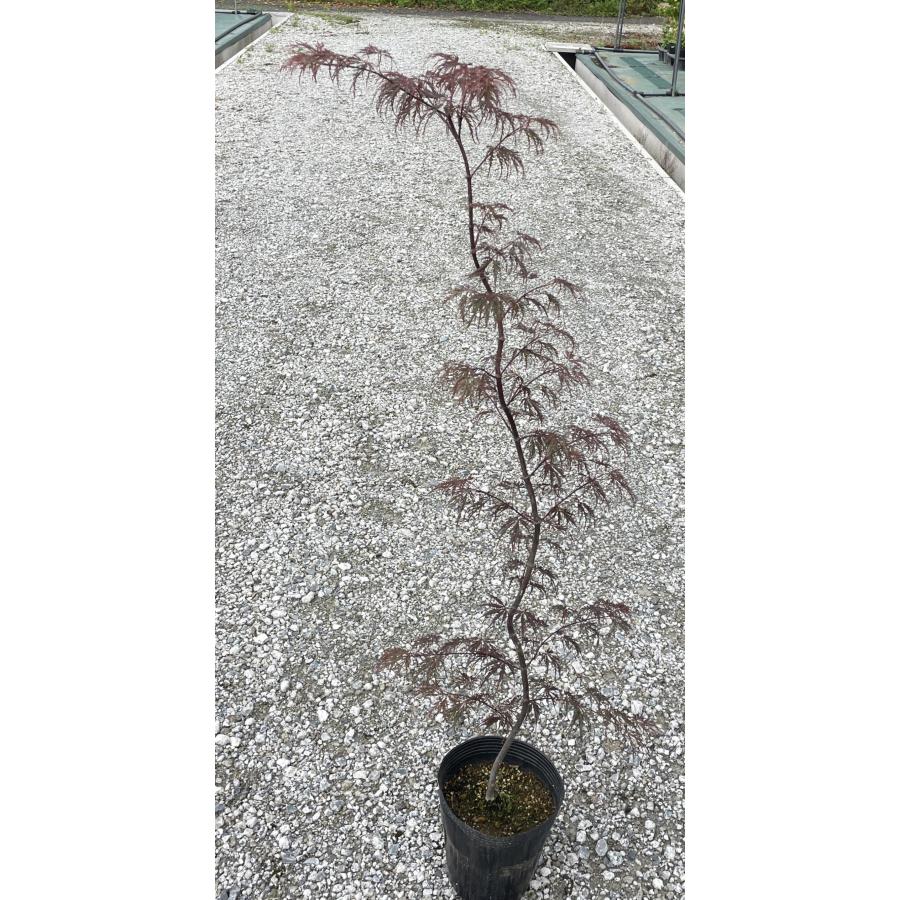 紅しだれ紅葉 約1.2m 希少な赤葉 ベニシダレモミジ 特大植木苗木