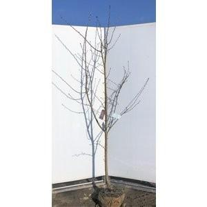 紅豊桜　ベニユタカ桜 　約2.2ｍ　超特大株　大花大輪咲き八重桜　遅咲き品種　植木苗木　お買い得なおまかせ株　送料無料