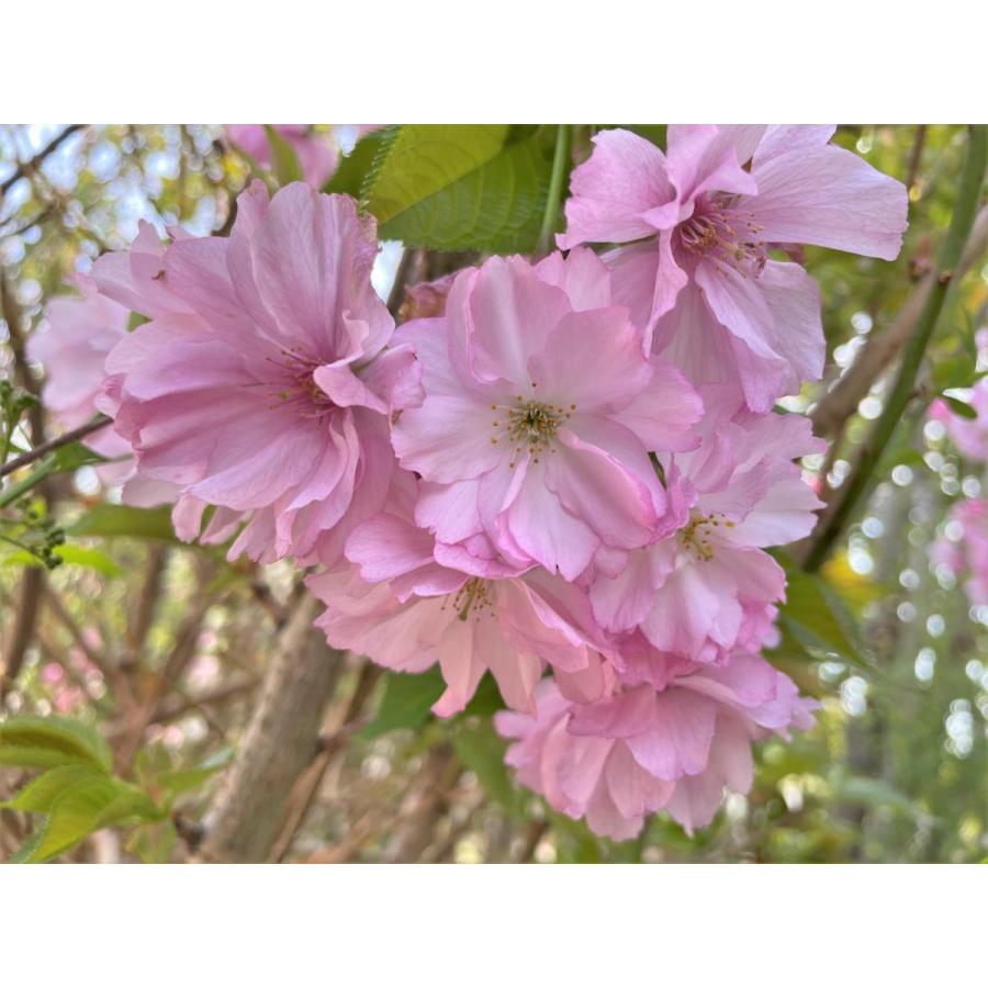 紅豊桜 ベニユタカ桜 約2.2m 超特大株 大花大輪咲き八重桜 遅咲き品種