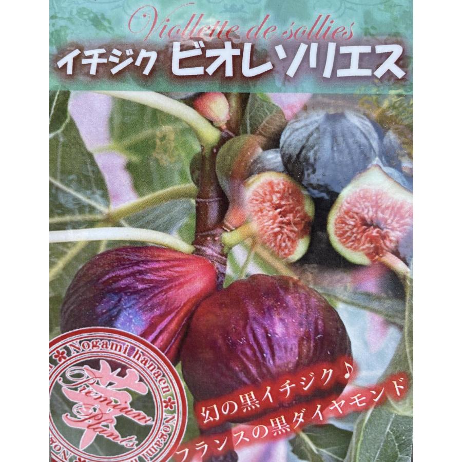 黒イチジクの木 ビオレソリエス 約1.5m 規格販売 特大株 植木 黒イチジクの木 ビオレソリエス 約1.5m 規格販売 特大株 植木