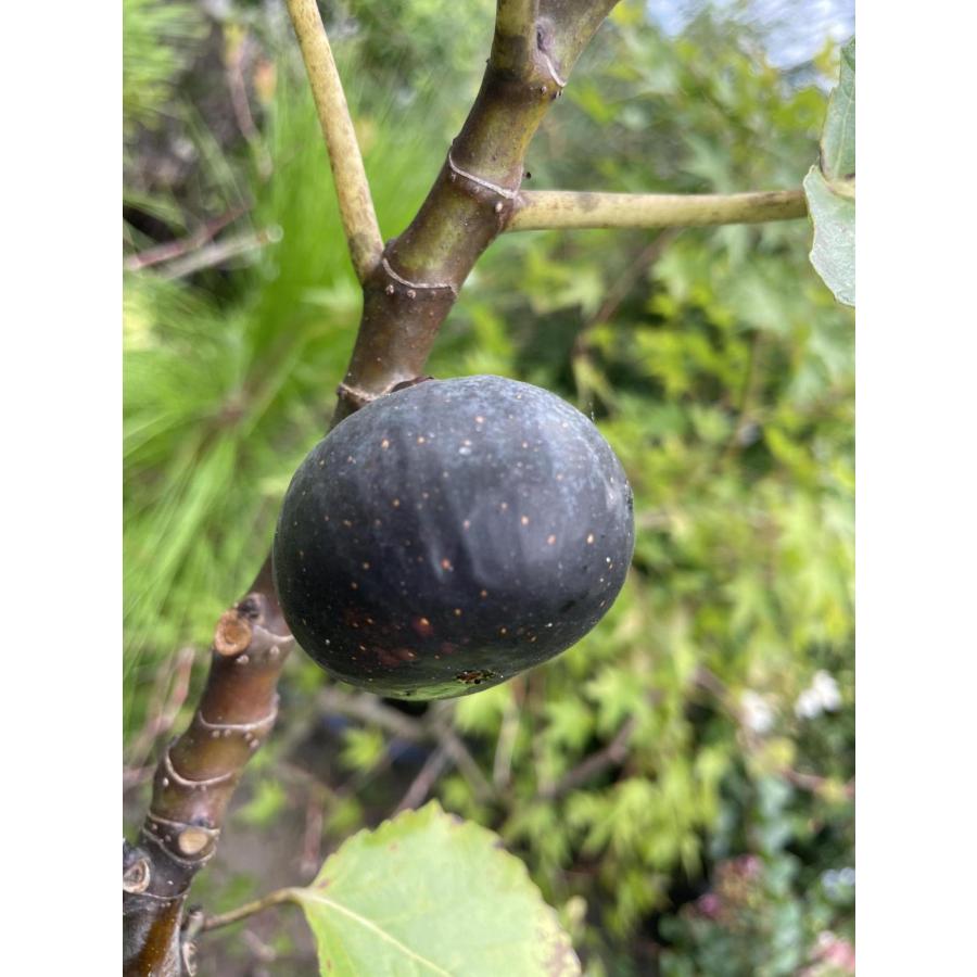 黒イチジクの木 ビオレソリエス 約1.5m 規格販売 特大株 植木 黒イチジクの木 ビオレソリエス 約1.5m 規格販売 特大株 植木