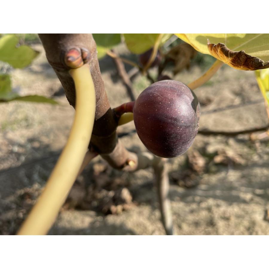 黒イチジクの木 ビオレソリエス 約1.5m 規格販売 特大株 植木 黒イチジクの木 ビオレソリエス 約1.5m 規格販売 特大株 植木