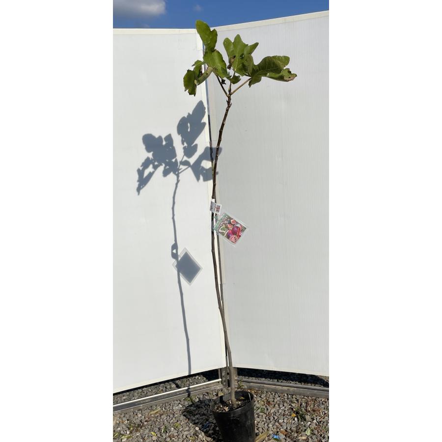 黒イチジクの木 ビオレソリエス 約1.7m 規格販売 特大株 植木 苗木