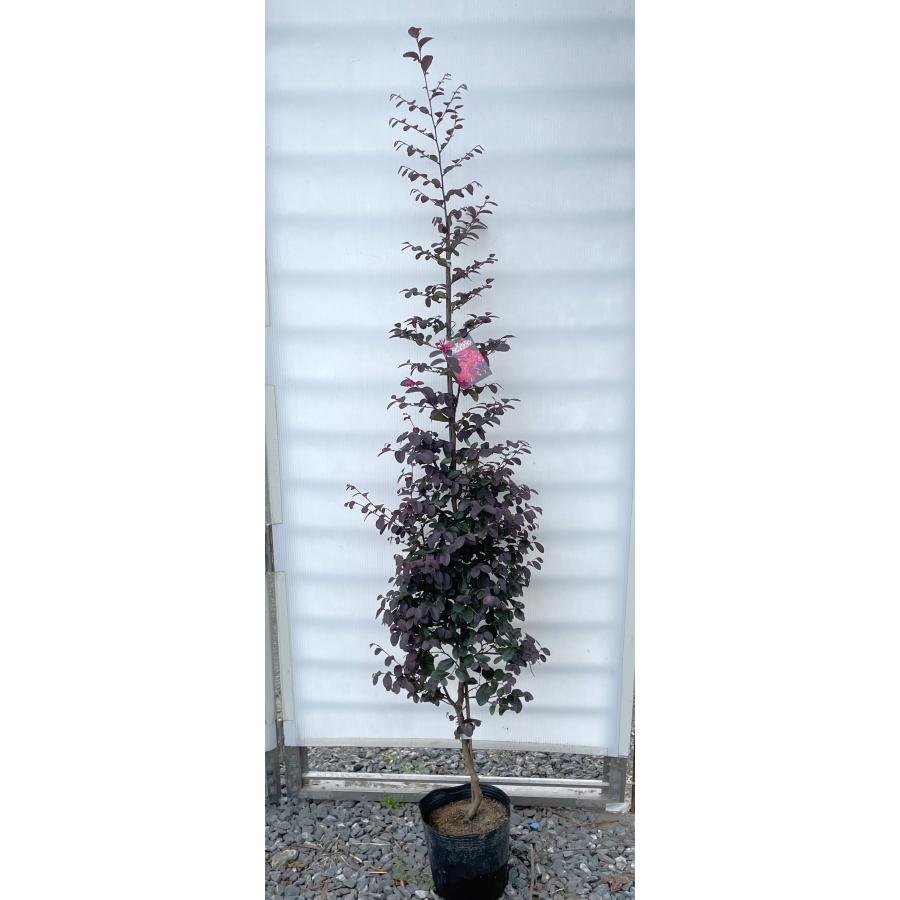 トキワマンサク ブラックパール 約1.2m 規格販売 植木 苗木 大苗 最新