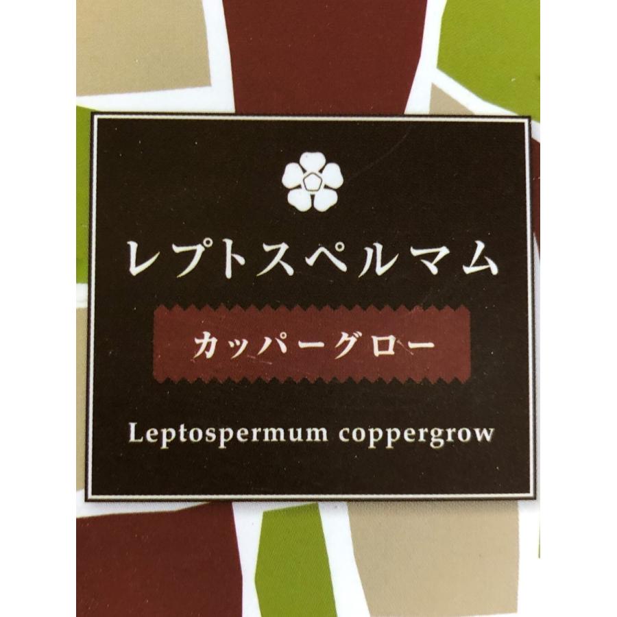 銅葉レプトスペルマム ボルケーノ 約1.5m 植木苗木大苗 規格販売
