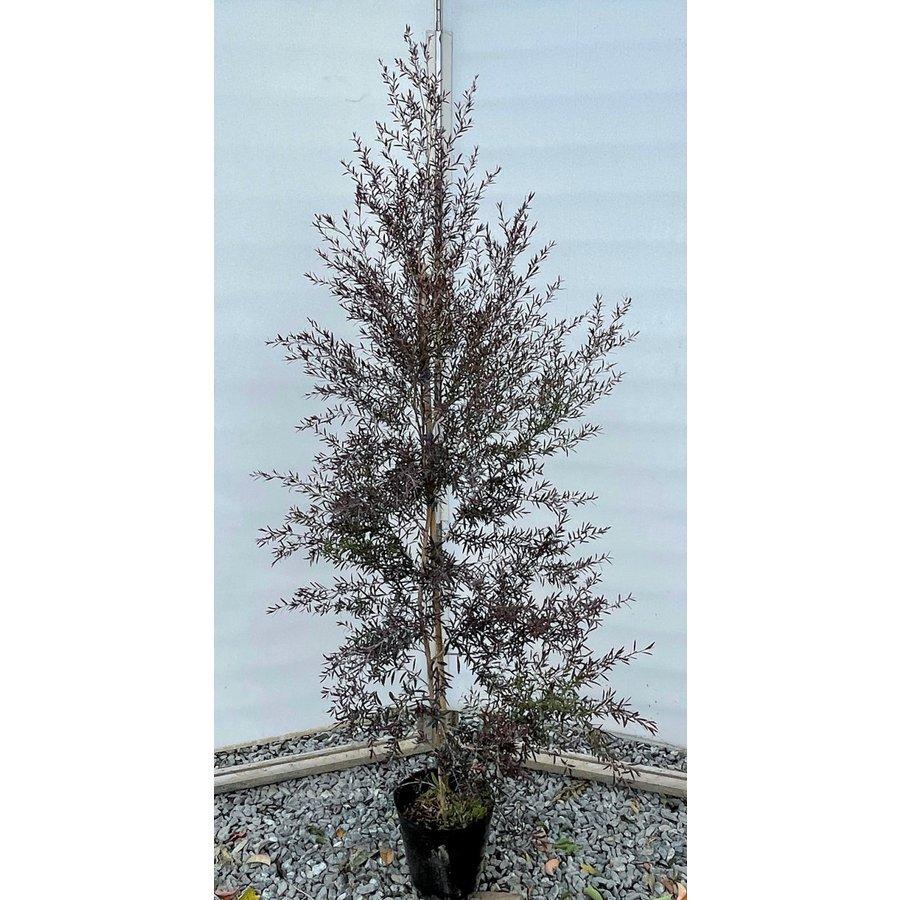 銅葉レプトスペルマム ボルケーノ 約1.7m 植木苗木大苗 規格販売