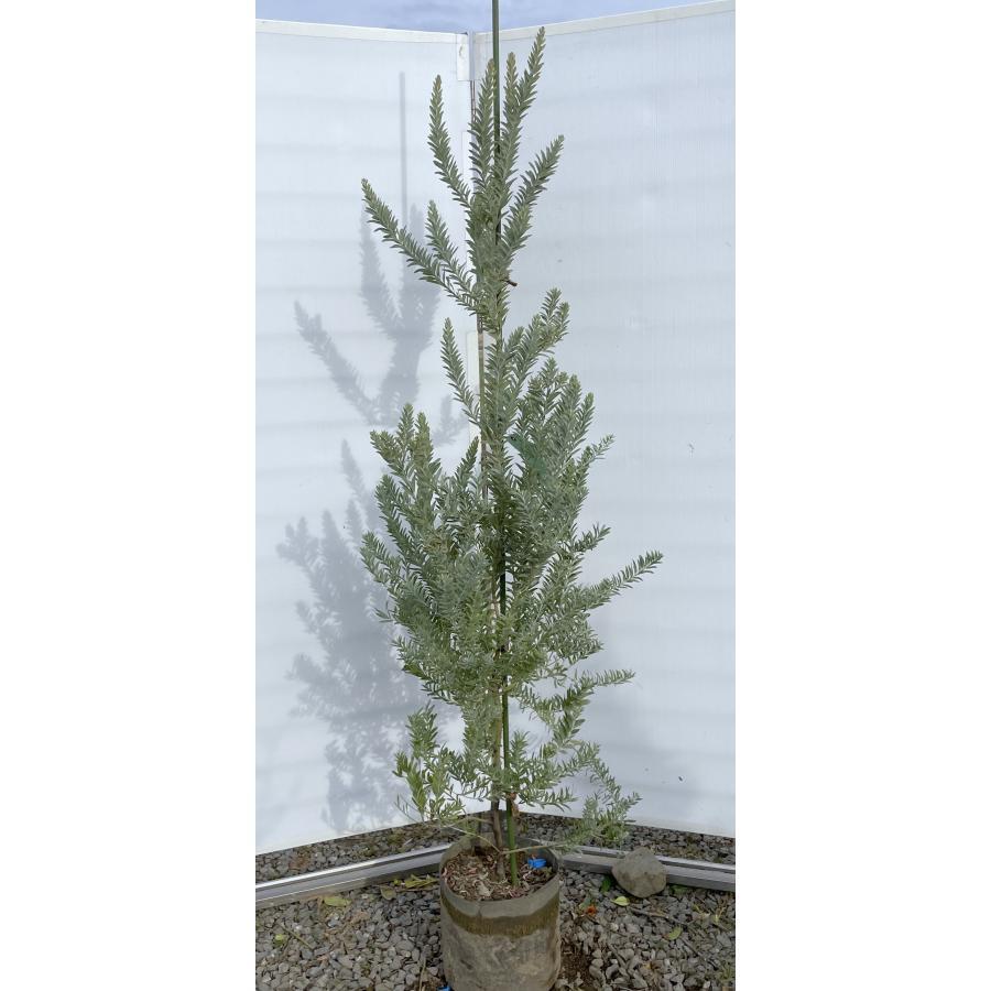 コベニーアカシア ブルーブッシュ 約1.7m 規格販売品 大苗 植木 苗木