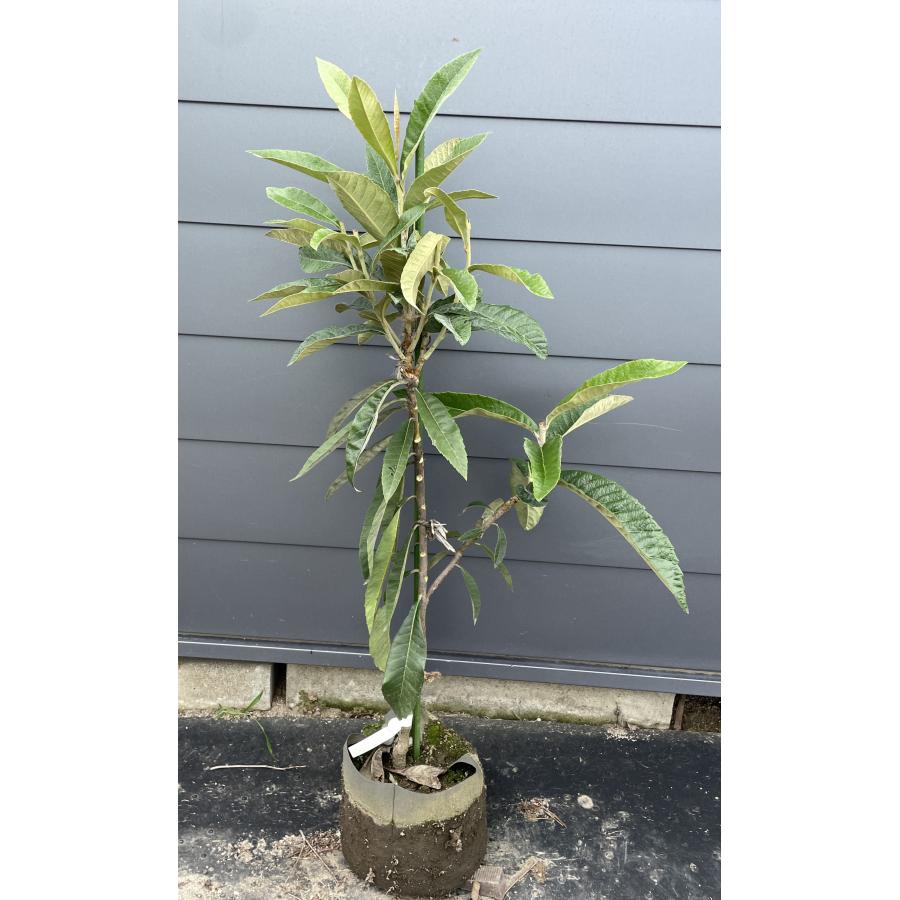 種苗登録ビワの木 BN21号 約1.2m 規格販売 植木 苗木 大苗 果樹