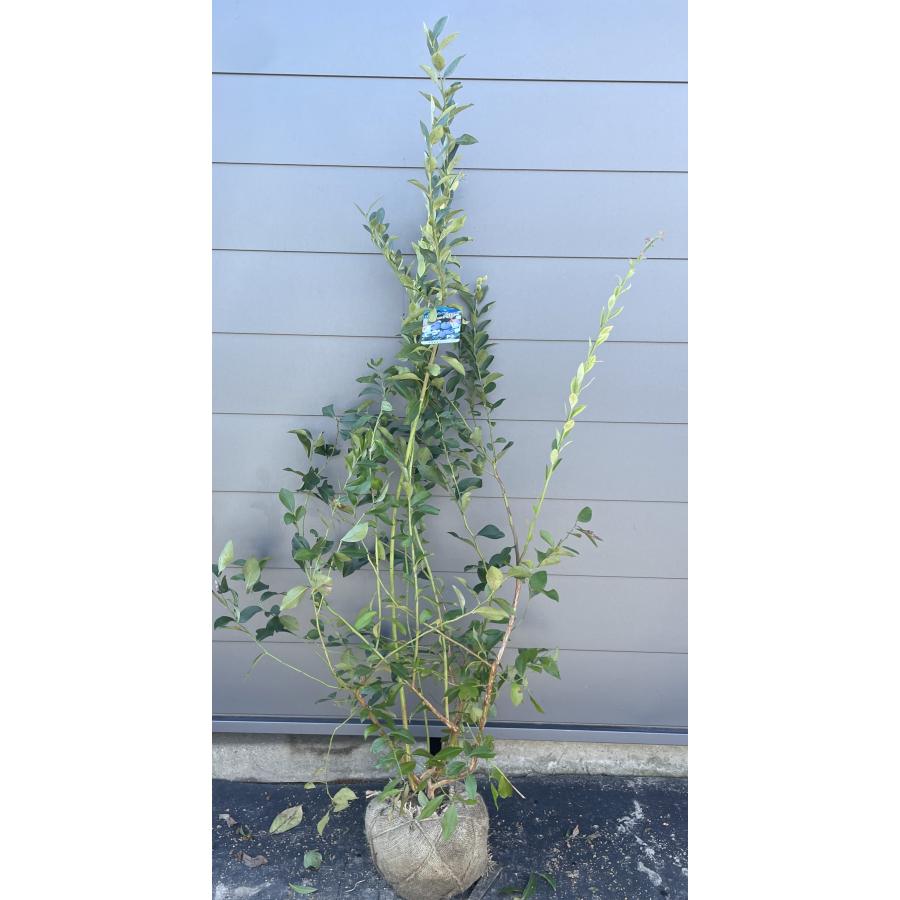 ブルーベリー苗　ブライトウェル大苗 ブルーベリー ブライトウェル 株立ち 約1.7m 規格販売品 特大 植木