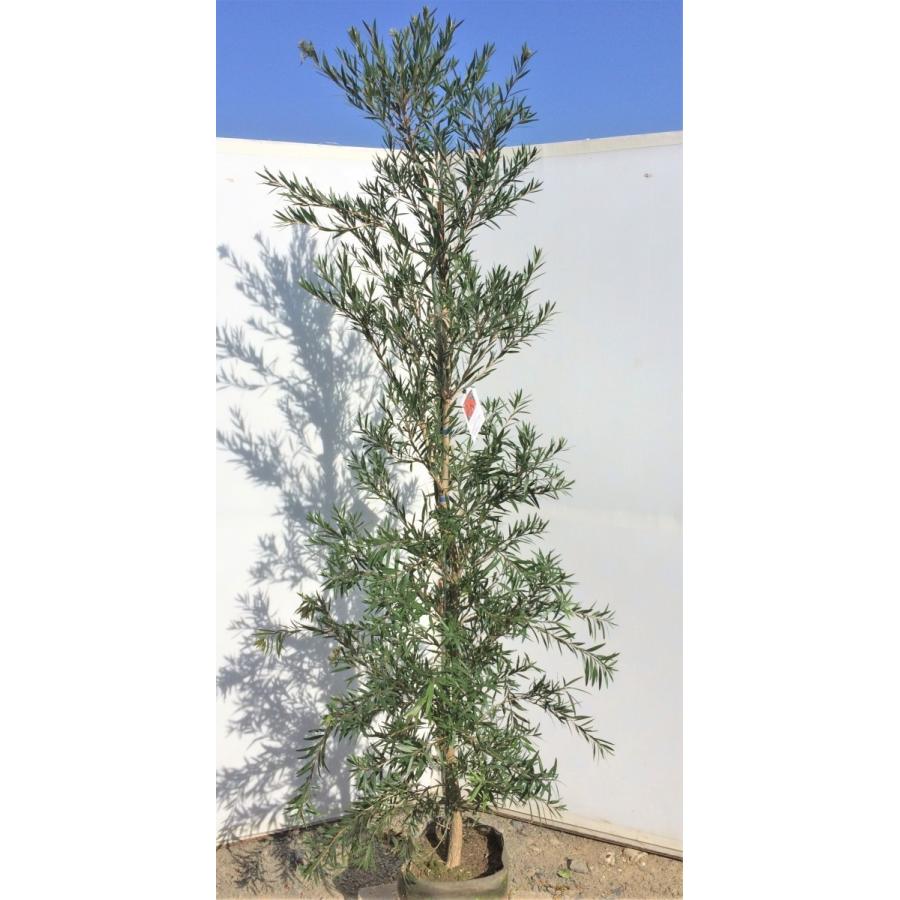 ブラシノキ カリステモン ドーソンリバー 約2.5m 特大株植木苗木