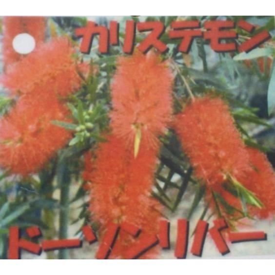 ブラシノキ カリステモン ドーソンリバー 約2.2m 特大株植木苗木