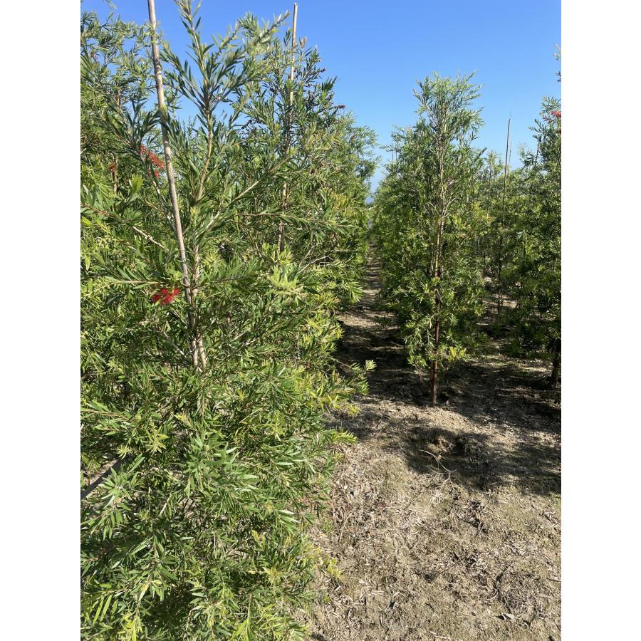 特大。カリステモン ドーソンリバー2.7M(鉢底から) 特大。カリステモン ドーソンリバー2.7M(鉢底から) カリステモン