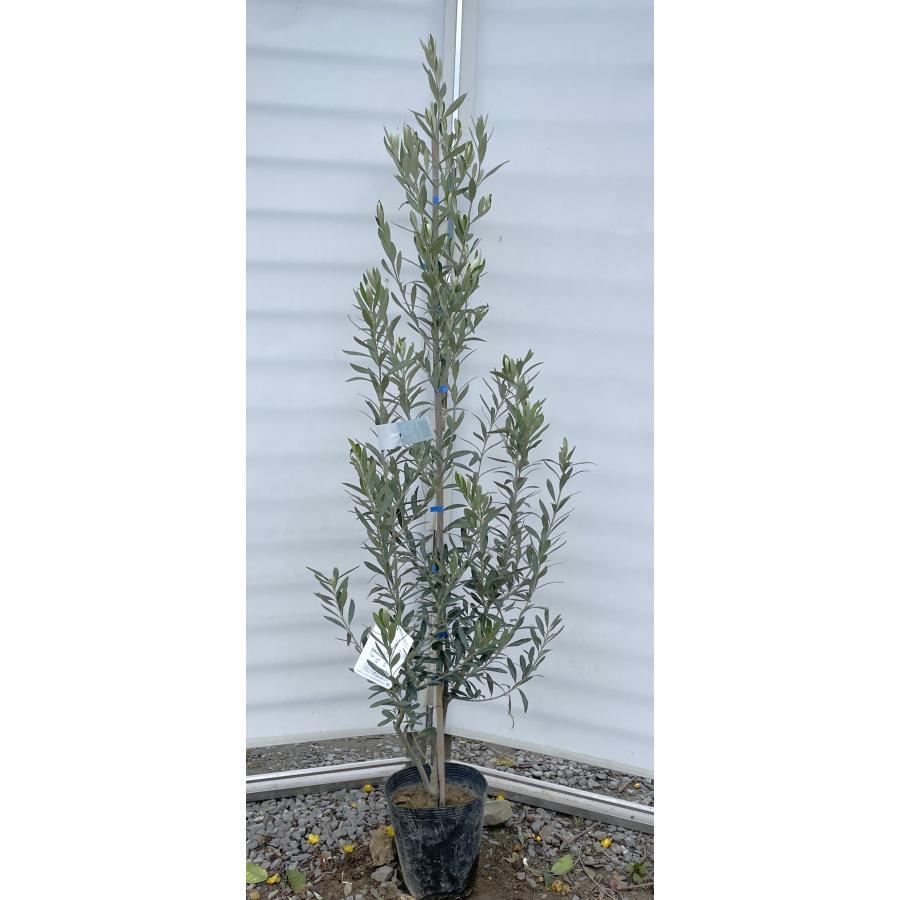 ポット入りオリーブの木 シプレッシーノ 約1.7m 特大植木苗木 規格販売