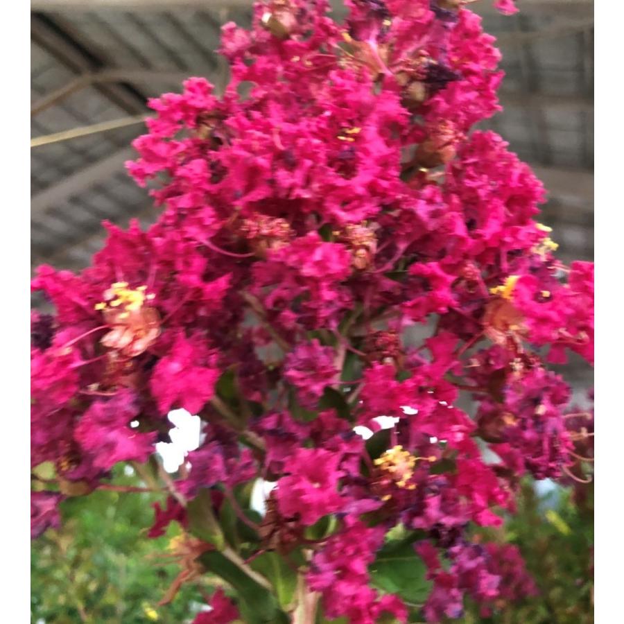 百日紅のテーブル サルスベリの木 赤花 カントリーレッド 約2m 1本株 真紅の真っ赤な