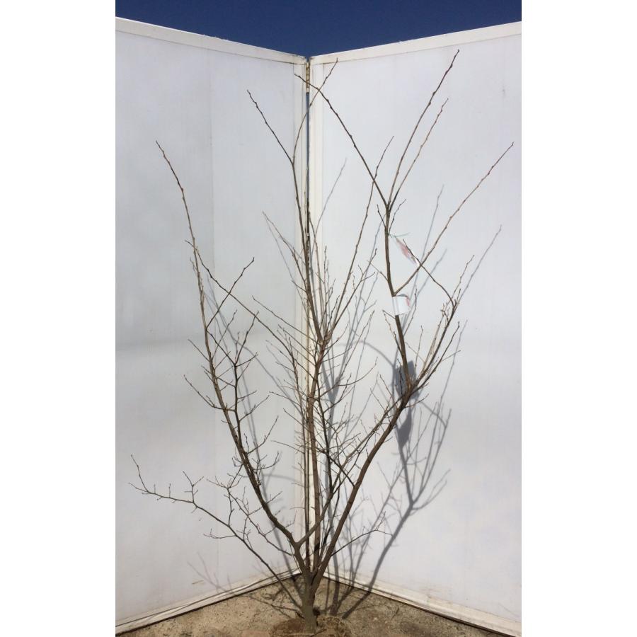 ピンクチャイム 紅花 エゴノキ 株立ち 約1 7m 現品発送 Idan Online Co Il