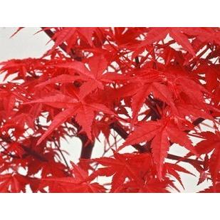 モミジ 出猩々 デショウジョウ 約1.5m 紅葉 大株植木苗木 鮮やかな赤葉
