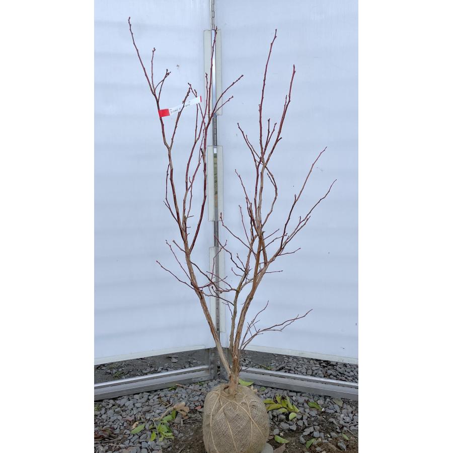 ブルーベリー デューク 約1.5m 規格販売品 特大苗木 植木苗木大苗