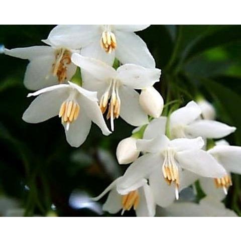エゴの木 株立ち 約2.7m エゴノキ 美樹形株 特大植木苗木 規格販売