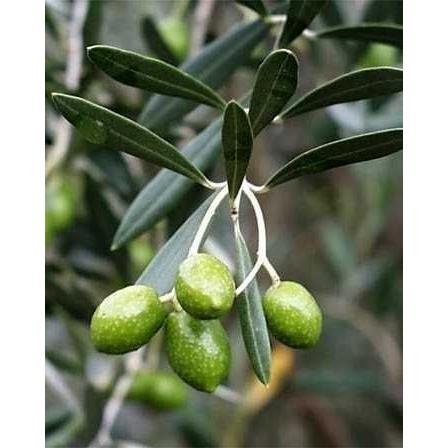 ポット入りオリーブの木 エルグレコ 約1.5m 規格販売 特大苗木 植木