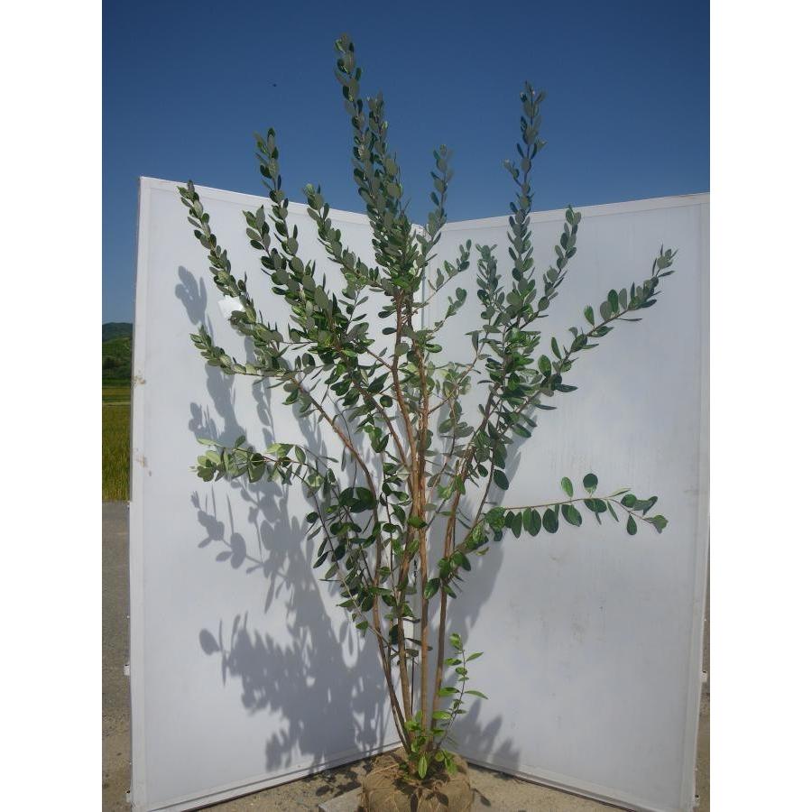 優良フェイジョア株立ち1.6M(鉢底から)品番D 優良 フェイジョア