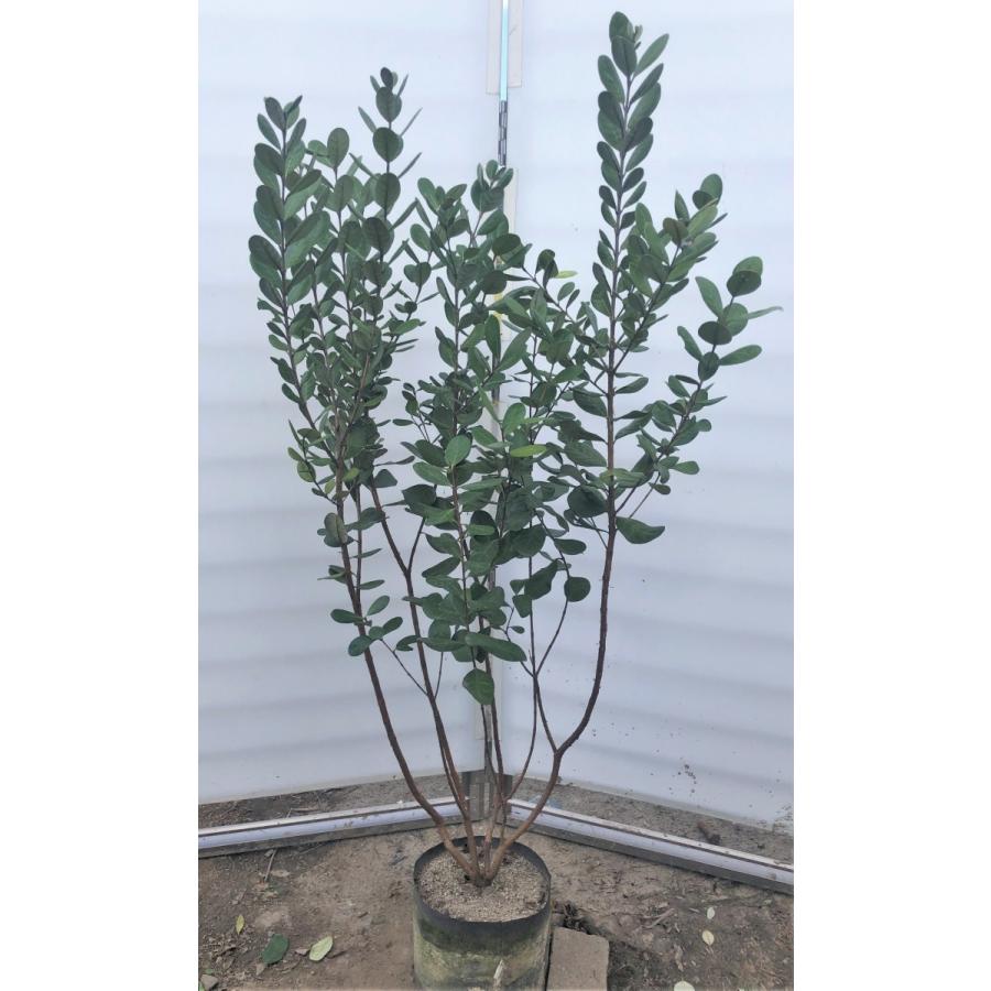 フェイジョア 株立ち 約1.7m 規格販売 植木 苗木 大苗 お買い得 フェイジョア 株立ち 約1.7m 規格販売 植木 苗木 大苗 お買い得
