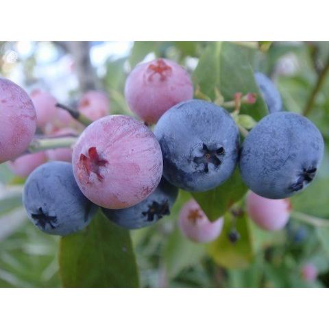 ブルーベリー 苗 フェスティバル 大株苗木 株立ち 約2m 植木苗木