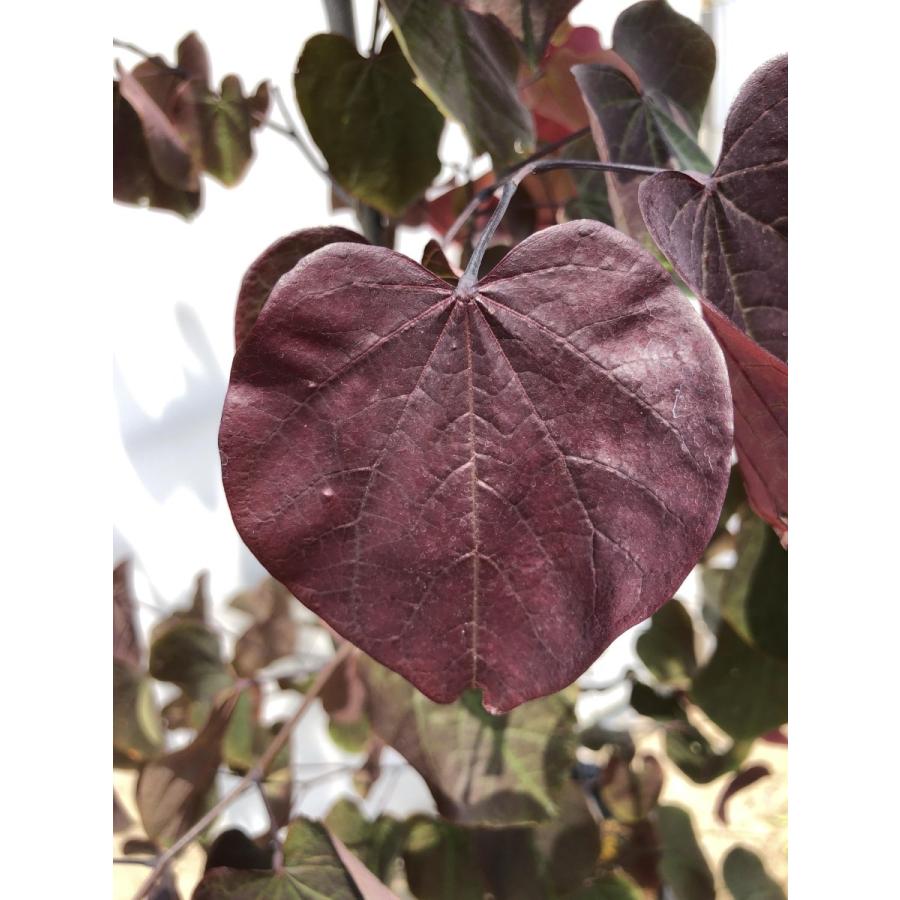 アメリカハナズオウ フォレストパンシー 約1.5m 1本株 ハートの