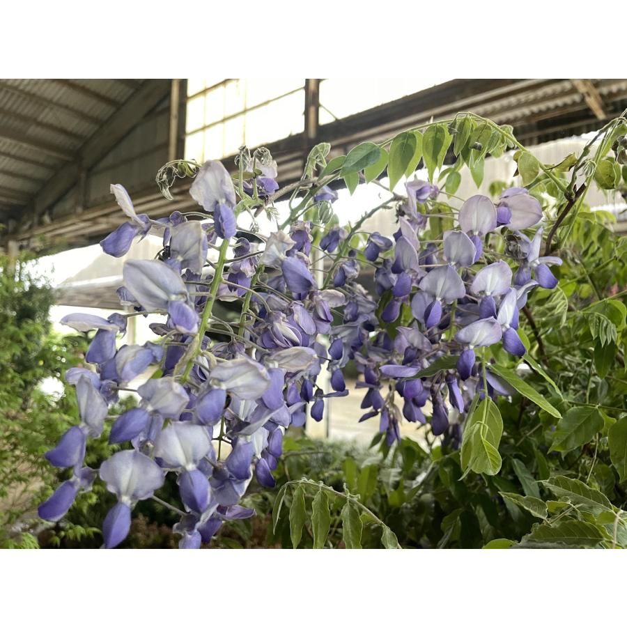 藤 フジの花の木 約2m 規格販売 特大株 植木 苗木 大苗 フジ 藤の花