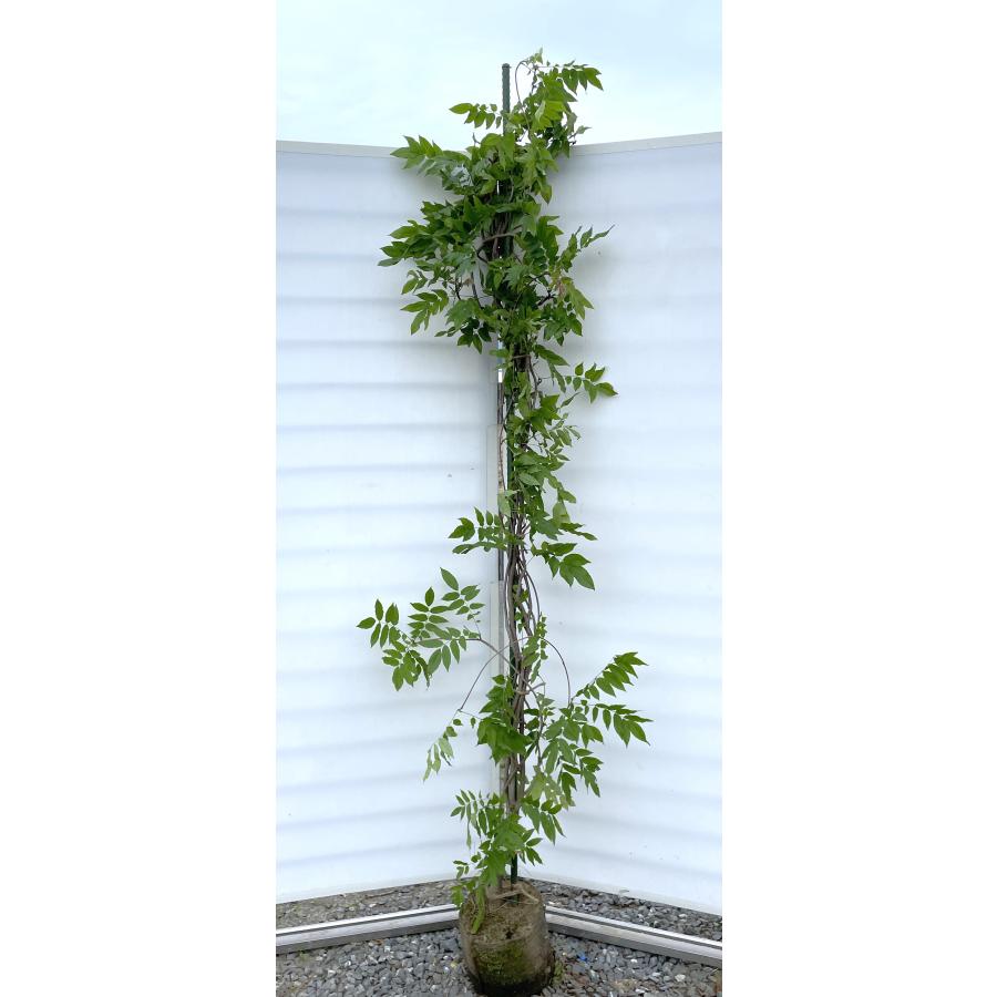 藤の花　苗 藤 フジの花の木 約2.5m 規格販売 超特大株 植木 苗木 大苗