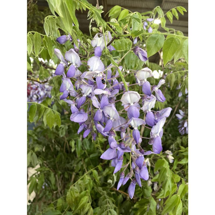 藤 フジの花の木 約2.5m 規格販売 超特大株 植木 苗木 大苗