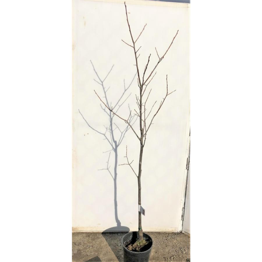 富有柿の木 約1 7ｍ 特大株 植木苗木 ジャンボ甘柿 お買い得なおまかせ株 送料無料 Fuyuukaki17 大福樹苗園 通販 Yahoo ショッピング