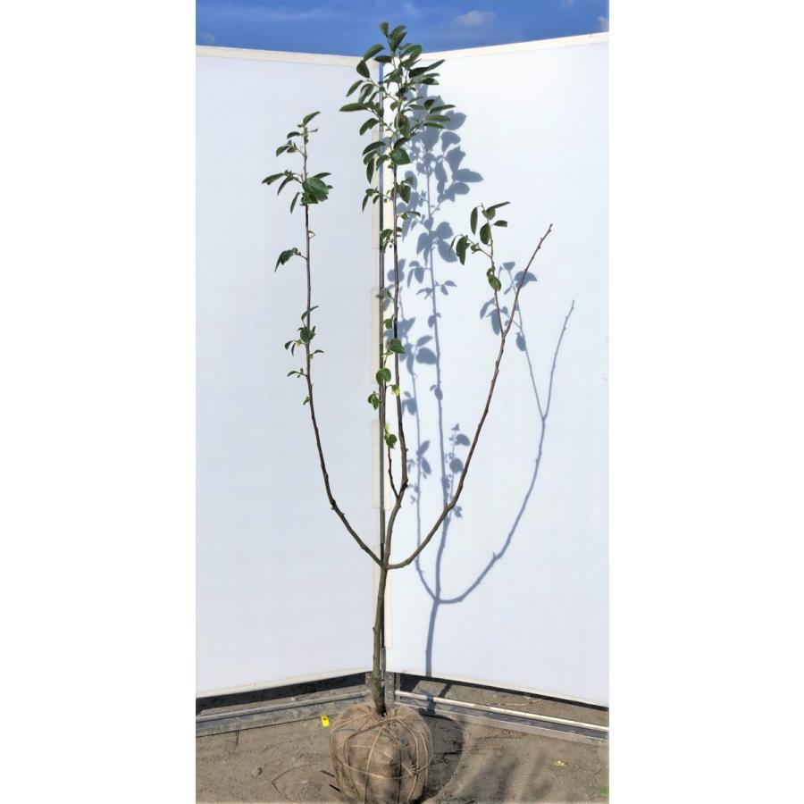 富有柿の木 約1.7m 特大株 植木苗木 ジャンボ甘柿 お買い得なおまかせ
