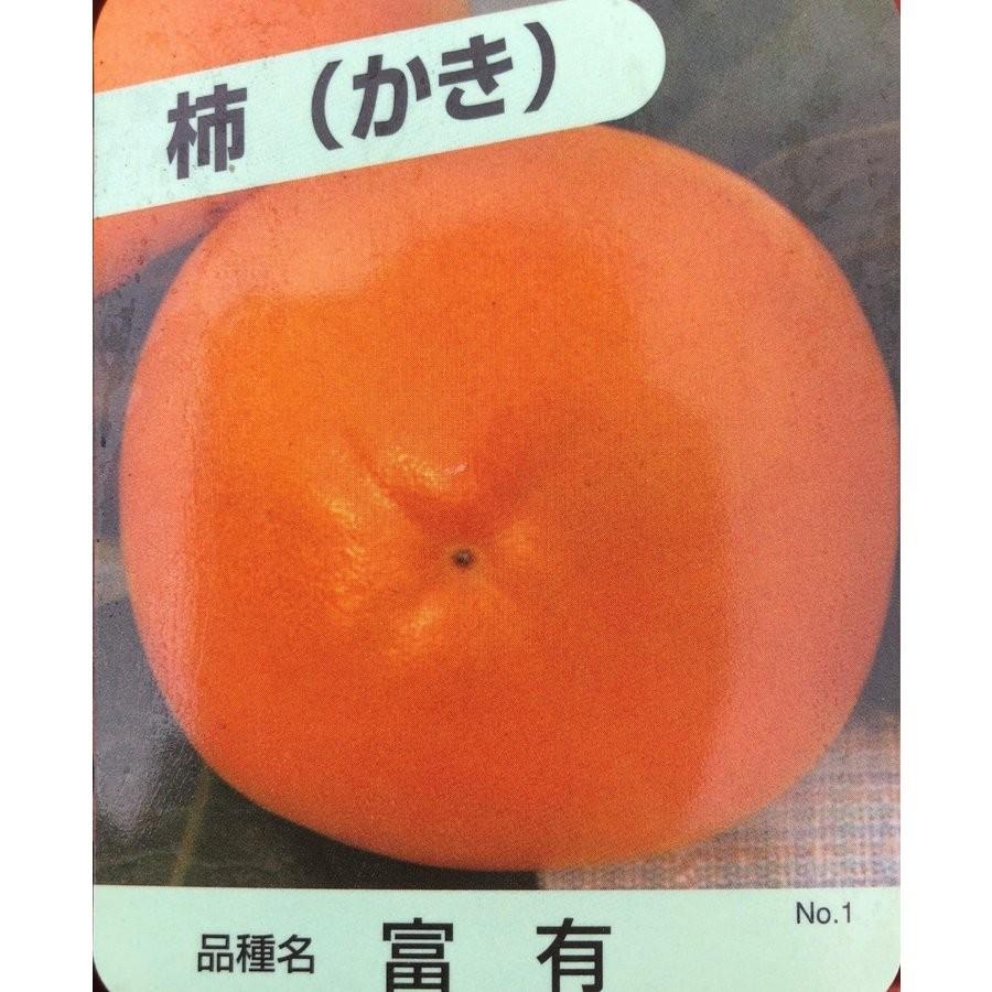 富有柿の木 約2m 特大株 植木苗木 ジャンボ甘柿 お買い得なおまかせ