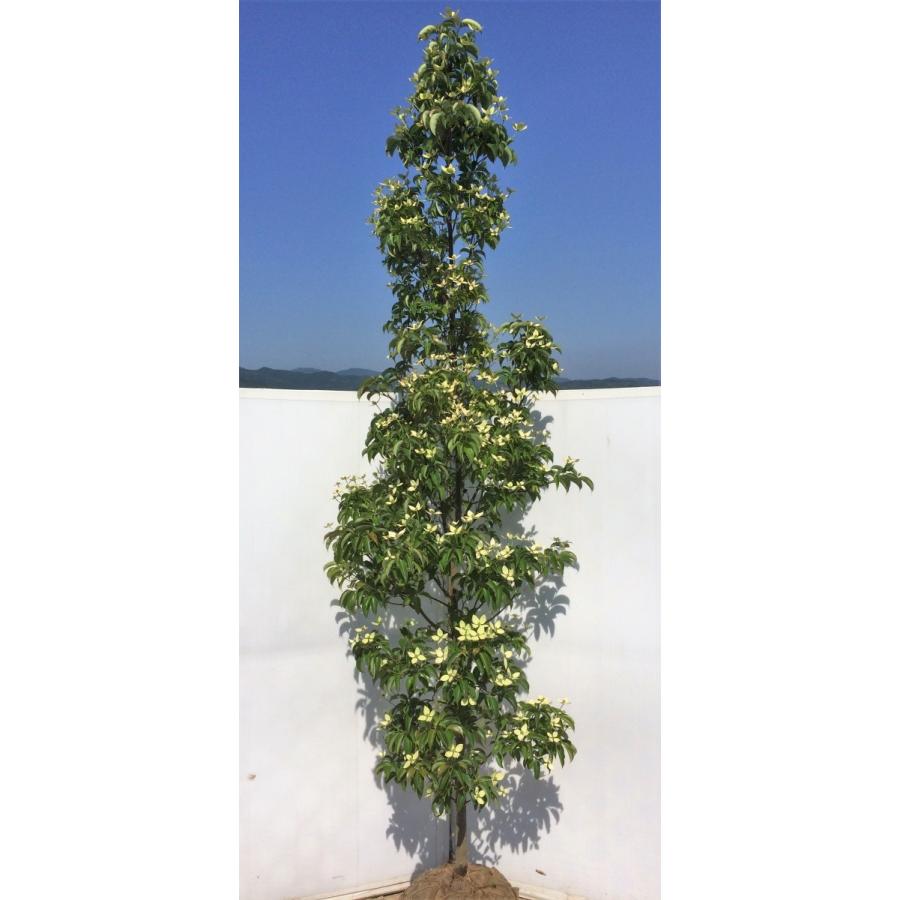 常緑ヤマボウシ 月光 約2.7m 1本株 超特大株 お買得なおまかせ