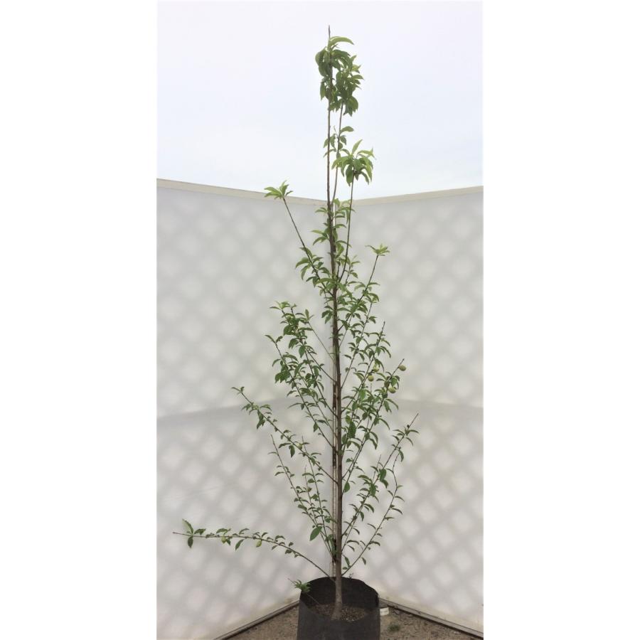 源平花桃 約2.2m 3色咲きの花桃 1本株 超特大株 植木苗木