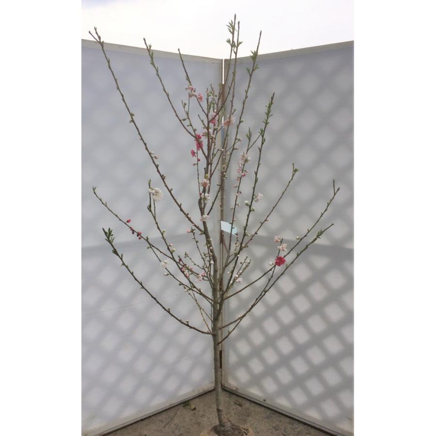 シロヤシオツツジ/特大株【現品発送】管理70495 シロヤシオツツジ 大株